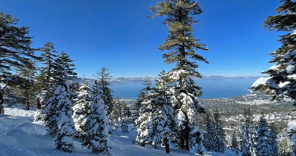 Heavenly snow covered trees.