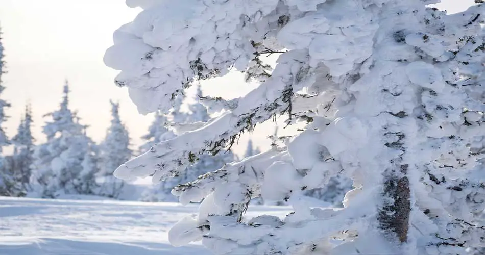 Snow covered trees at Mount Spokane Ski & Snowboard Park