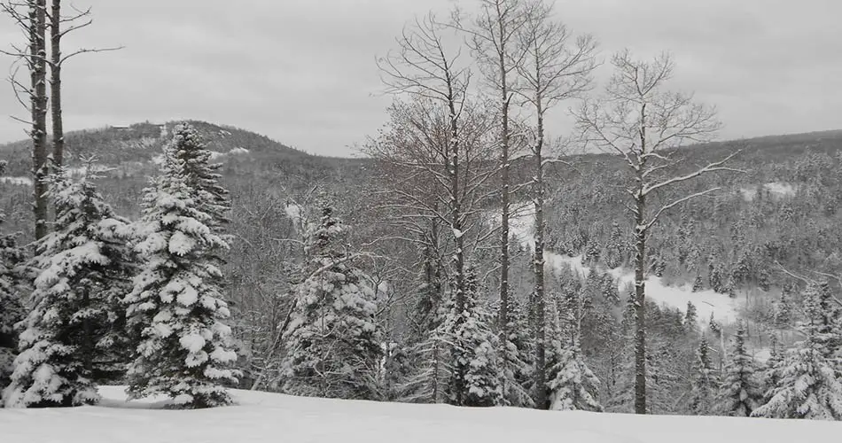 Snow covered trees at Lutsen.