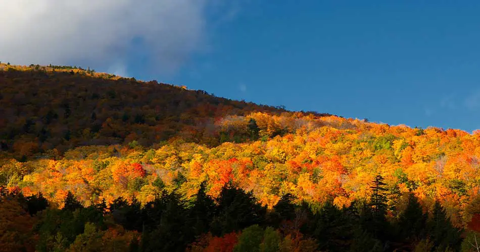 Tress in fall at sugabush resort