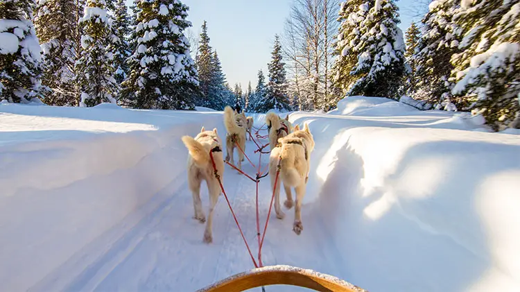 dog sledding breckenridge